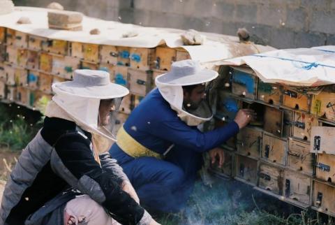 تربية النحل في اليمن أصبحت مهنة خطرة بسبب الحرب