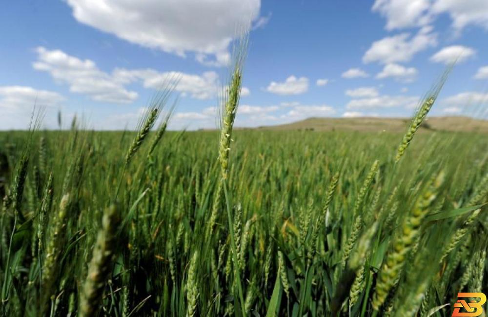 العراق يسعى لشراء 50 ألف طن من القمح في مناقصة