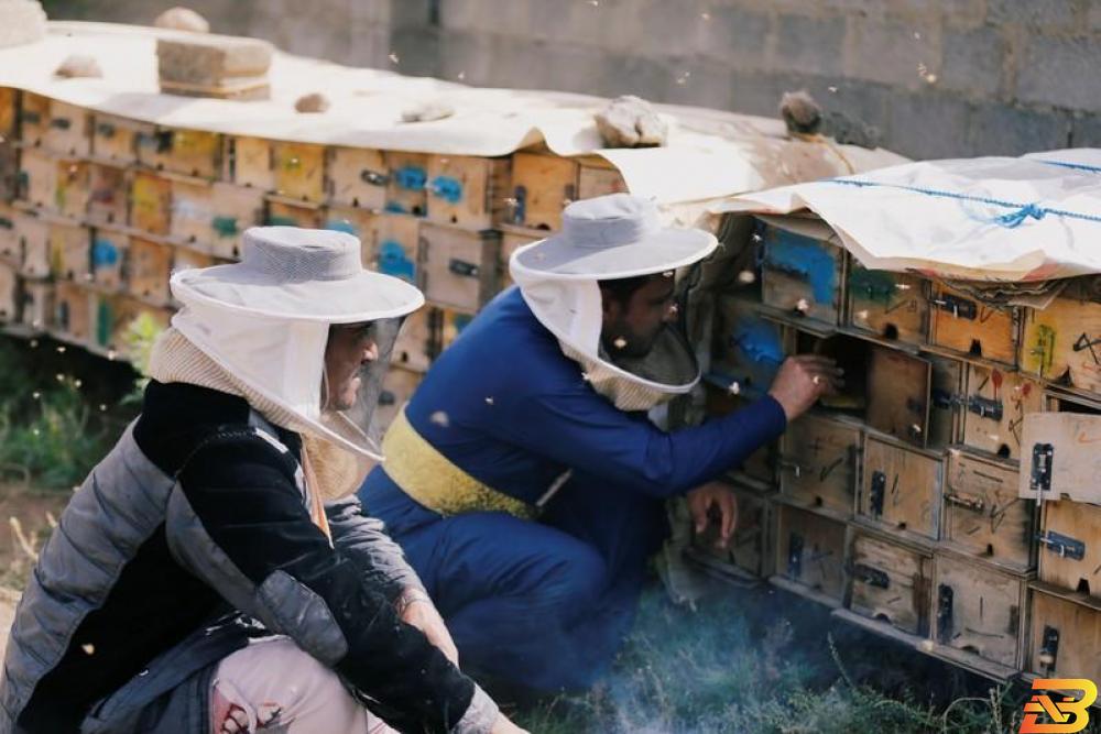 تربية النحل في اليمن أصبحت مهنة خطرة بسبب الحرب