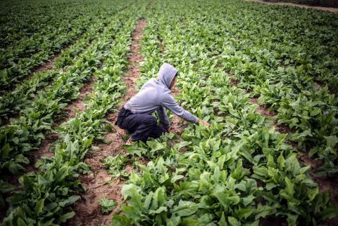 فلسطين والأردن توقعان توقيع مذكرة لإنشاء شركة لتسويق المنتجات الزراعية