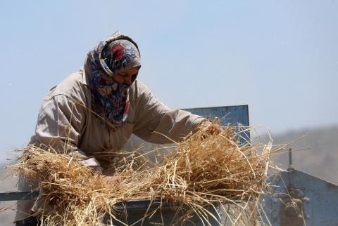 مأساة حبة قمح في فلسطين