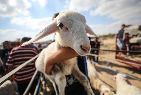 سوق الحلال قبل عيد الأضحى المبارك في غزة-تصوير الأناضول في غزة-’عيد...بأية حال عدت يا عيد’