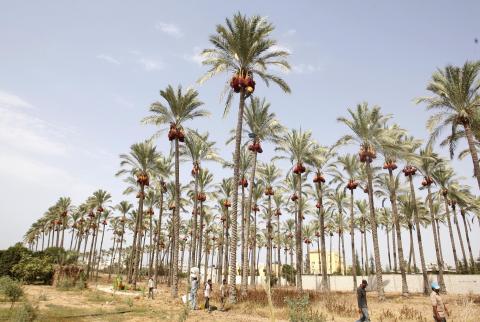 وزارة الزراعة تتوقع إنتاج 12 ألف طن من البلح في غزة