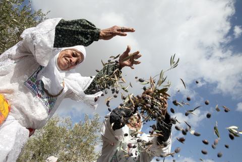 صورة أرشيفية من قطف ثمار الزيتون في قرية دير الغصون بطولكرم موسم ’شلتونة’..