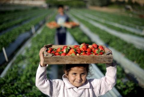 فراولة غزة في طريقها إلى أوروبا