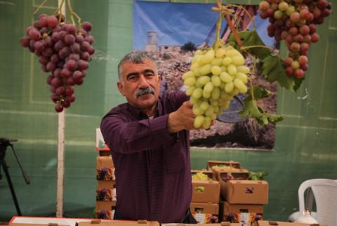 الشهد في عنب الخليل