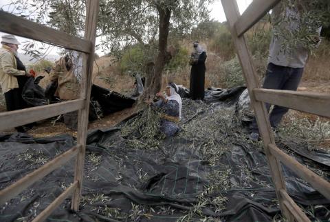 مستوطنون يسرقون محصول الزيتون من عائلة فلسطينية قرب نابلس