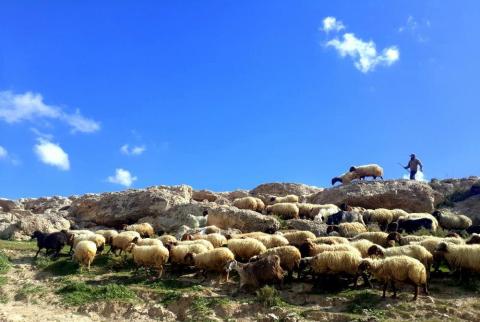 راعٍ من مسافر يطا-أرشيف موسم الألبان .. وفرة في الإنتاج وصعوبة بالتسويق