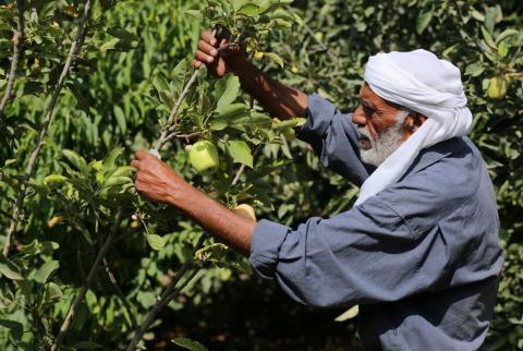 غزة: ملوحة المياه وقسوة الطقس تقتل زراعة التفاح