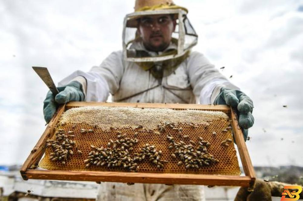 الزراعة: 620 طنا إنتاج فلسطين من العسل الطبيعي العام الماضي