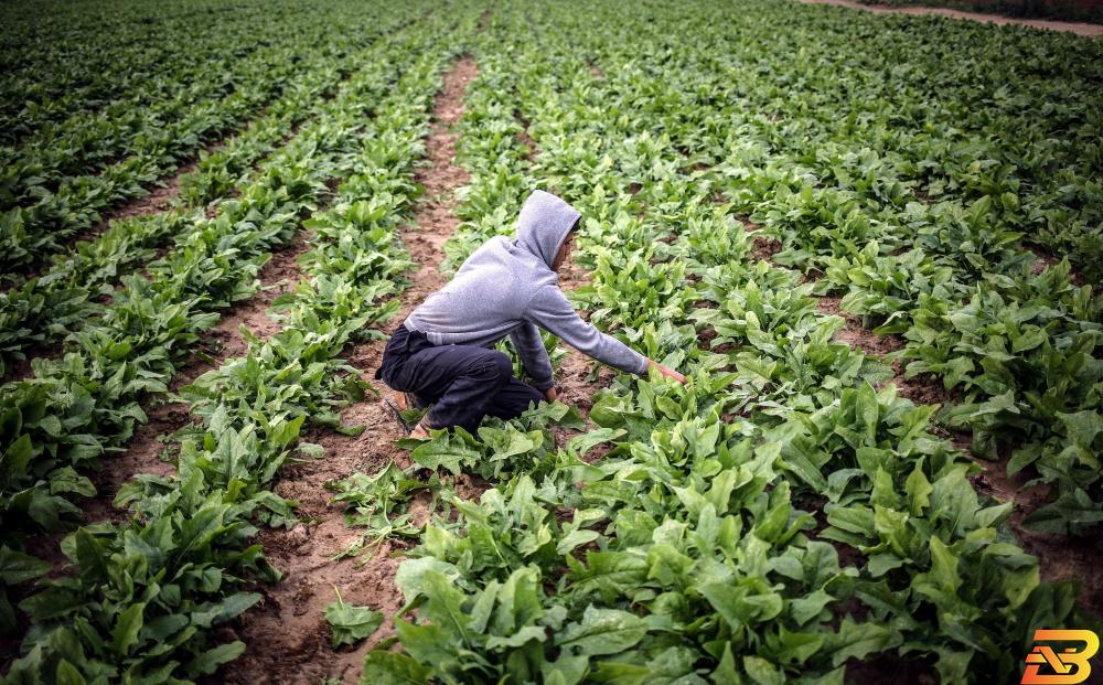 فلسطين والأردن توقعان توقيع مذكرة لإنشاء شركة لتسويق المنتجات الزراعية