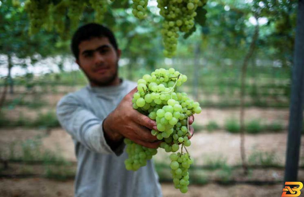 قطف ثمار العنب في غزة-أرشيف رويترز تصدير أول شحنة عنب لا بذري من غزة إلى السعودية