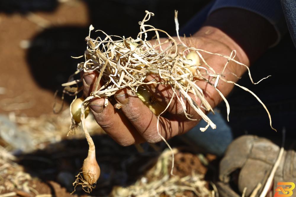 صورة توضيحية-مزارعون يعملون في مزارع البصل ( القنار) في سهل البقيعة-أرشيف وفا البدء بصرف تعويضات مالية للمزارعين المتضررين من الأحوال الجوية