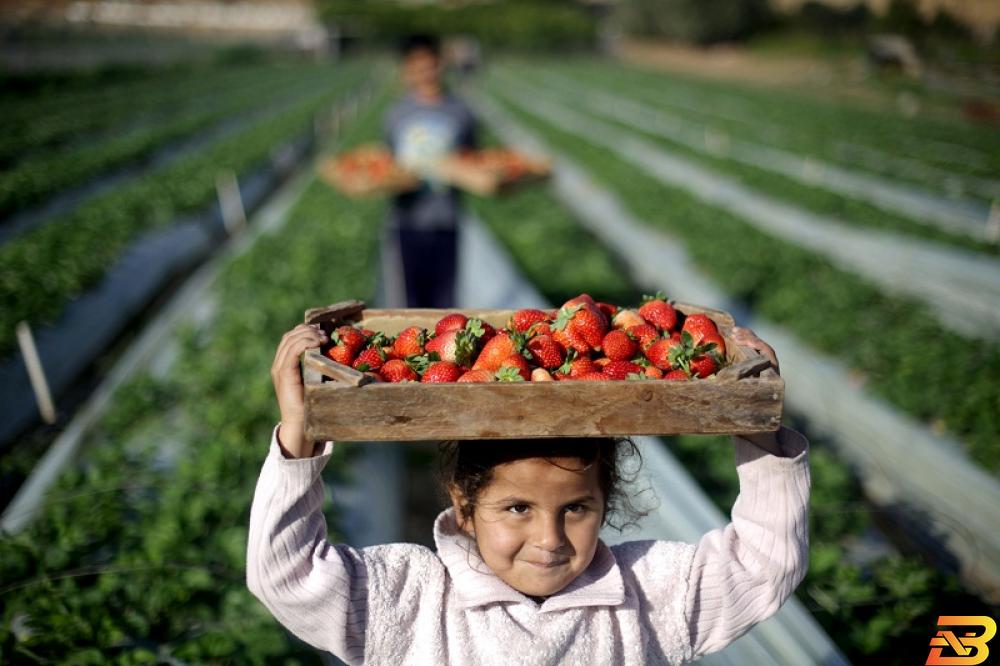 صورة للتوضيح فقط-طفلة فلسطينية تجمع الفراولة في غزة-أرشيف ا ف ب الإحصاء يعلن النتائج الأولية للتجارة الخارجية المرصودة للسلع لشهر نيسان