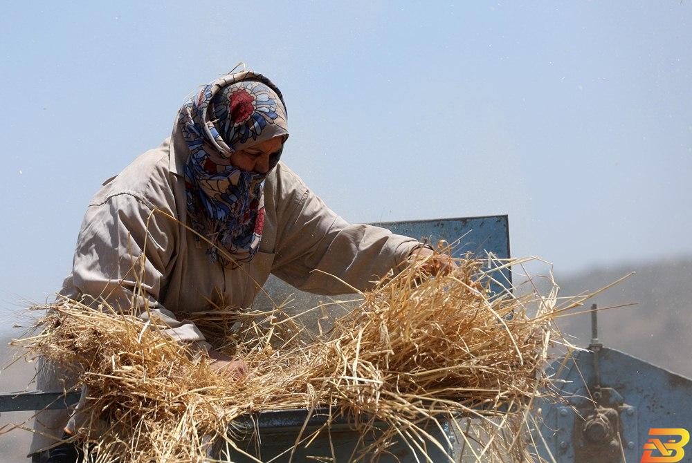فلاحون يدرسون محصول القمح في قرية الساوية جنوب مدينة نابلس.(عدسة: ايمن نوباني/وفا ) مأساة حبة قمح في فلسطين