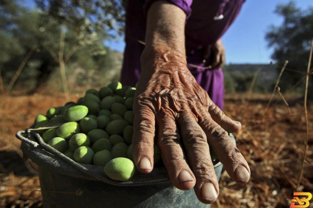 مزارعة فلسطينية مسنّة تجمع ثمار الزيتون من حقلها في قرية كفر عين قرب رام الله-أرشيف AP الإحصاء: ارتفاع أسعار المنتج خلال شهر أيار