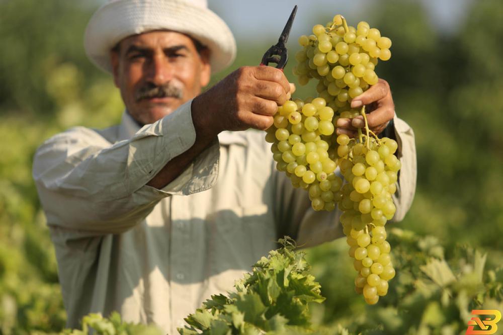 مزارع فلسطيني يقطف ثمار العنب من حقله في غزة-أرشيف وكالات توقعات بإنتاج خمسة آلاف طن من العنب البذري في غزة
