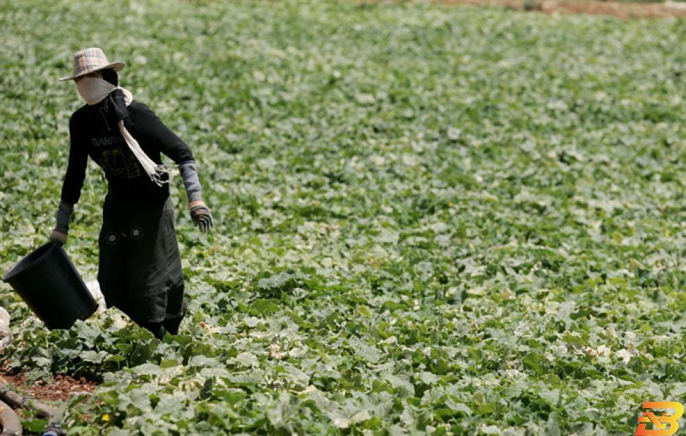 مزارعة تعمل في سهول طوباس-أرشيف وفا سهل طوباس يلبس ثوب الحياة طوال العام