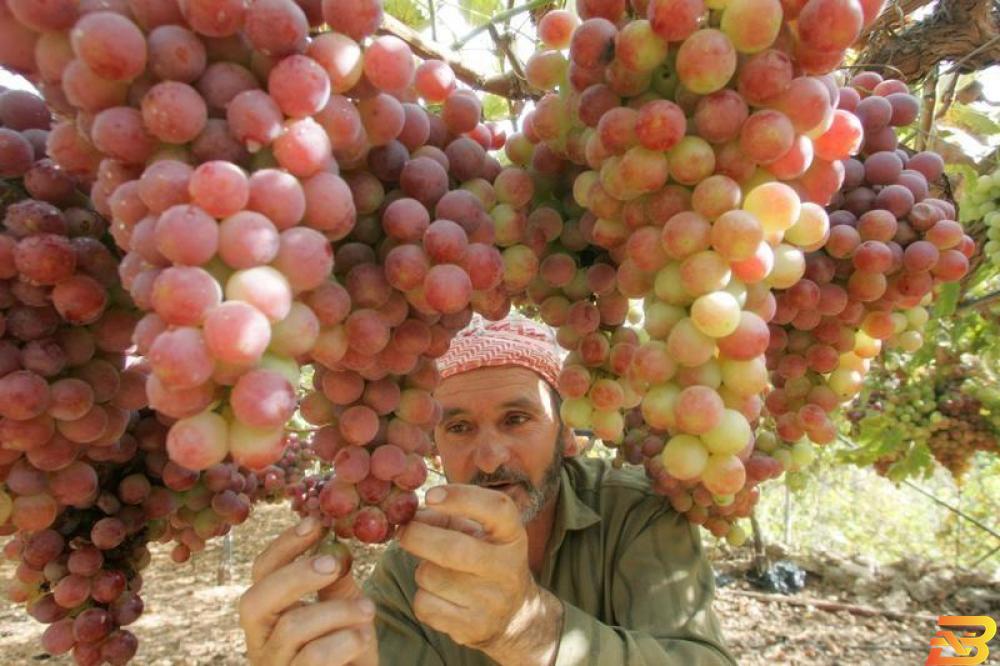 مزارع فلسطيني بمزرعة عنب خلال موسم حصاد في الخليل - صورة من أرشيف رويترز. توريق العنب الخليلي يضعف سوق الإنتاج ومحاولات لإنقاذ الموسم