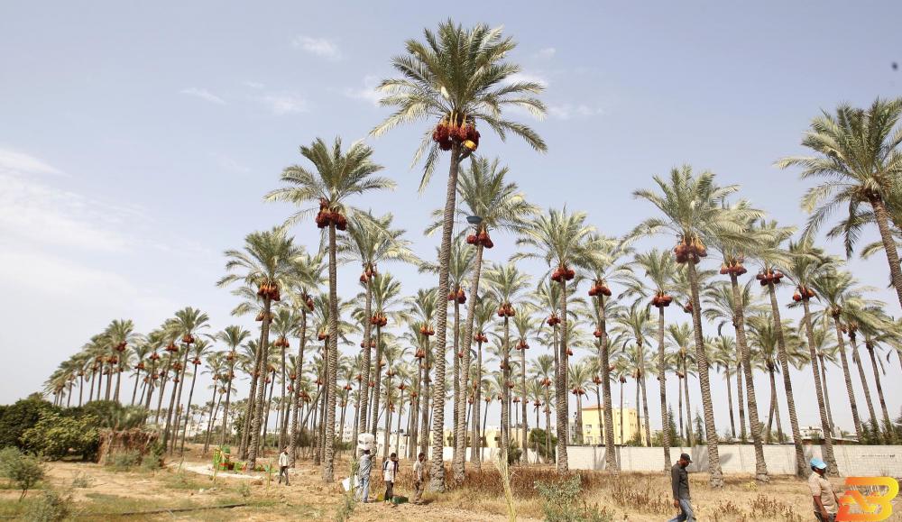 موسم قطف البلح في مخيم دير البلح جنوب قطاع غزة-أرشيف وفا وزارة الزراعة تتوقع إنتاج 12 ألف طن من البلح في غزة