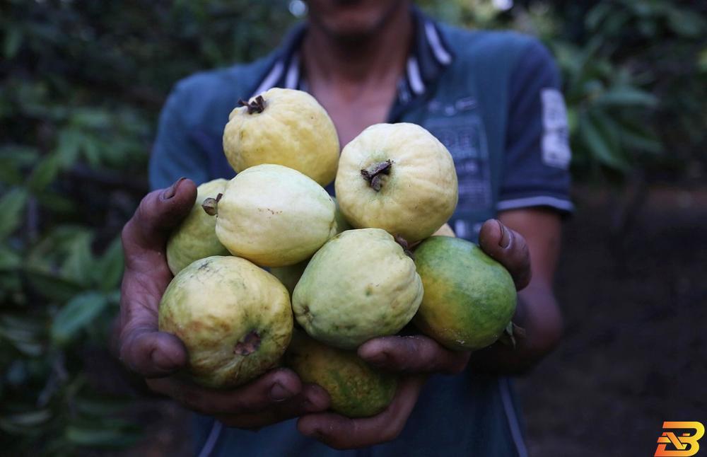 تراجع كبير في إنتاج الجوافة بغزة مع بدء موسم جنيها