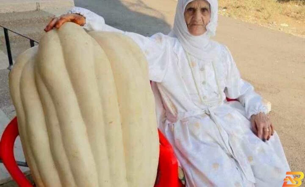 القرعة الضخمة ’قَرعة’ فلامية الضخمة