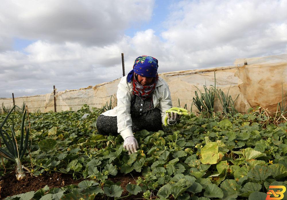 تقرير دولي: الأراضي الفلسطينية تعاني من ارتفاع معدلات البطالة خاصة في صفوف النساء الماهرات