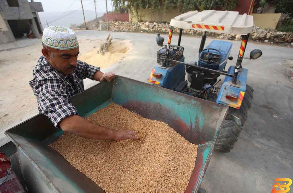 عدنان ابوحامد (45عاما) من قرية الساوية جنوب نابلس يطحن حبوب القمح على مطحنة تُجَّر وتعمل بواسطة التراكتور. المطحنة صنعت بالكامل في مدينة نابلس. تصوير: ايمن نوباني طريق الطحان تقترب من نهايتها