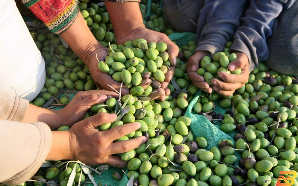 قطف الزيتون في فلسطين-صورة توضيحية-تصوير ا ف ب الإحصاء: الميزان التجاري سجل ارتفاعا بقيمة العجز بنسبة 2% خلال آب