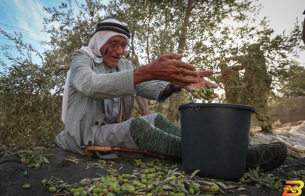 مواطن يقطف ثمار الزيتون في بلدة بيت لقيا قرب رام الله-أرشيف وفا موسم الزيتون.. يرحل سريعًا