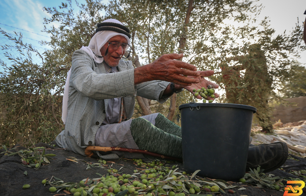 موسم الزيتون.. يرحل سريعًا