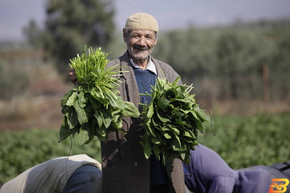 مزارعون يقطفون أشتال السبانخ في سهول قرية كفردان شمالي غربي مدينة جنين-تصوير عدي دعيبس المواطنون يتذمرون من ارتفاع أسعار الخضار
