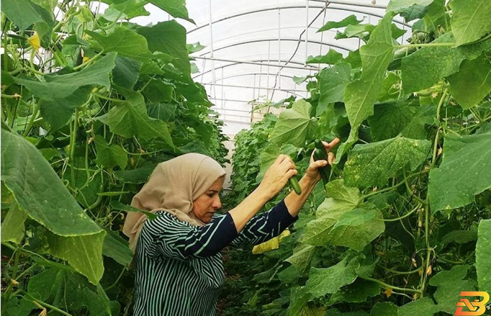 تمويل قطاع المشاريع الصغيرة والمتوسطة والمشاريع متناهية الصغر في فلسطين البنك الوطني وصندوق سند يوقعان اتفاقية شراكة بقيمة 5 مليون دولار