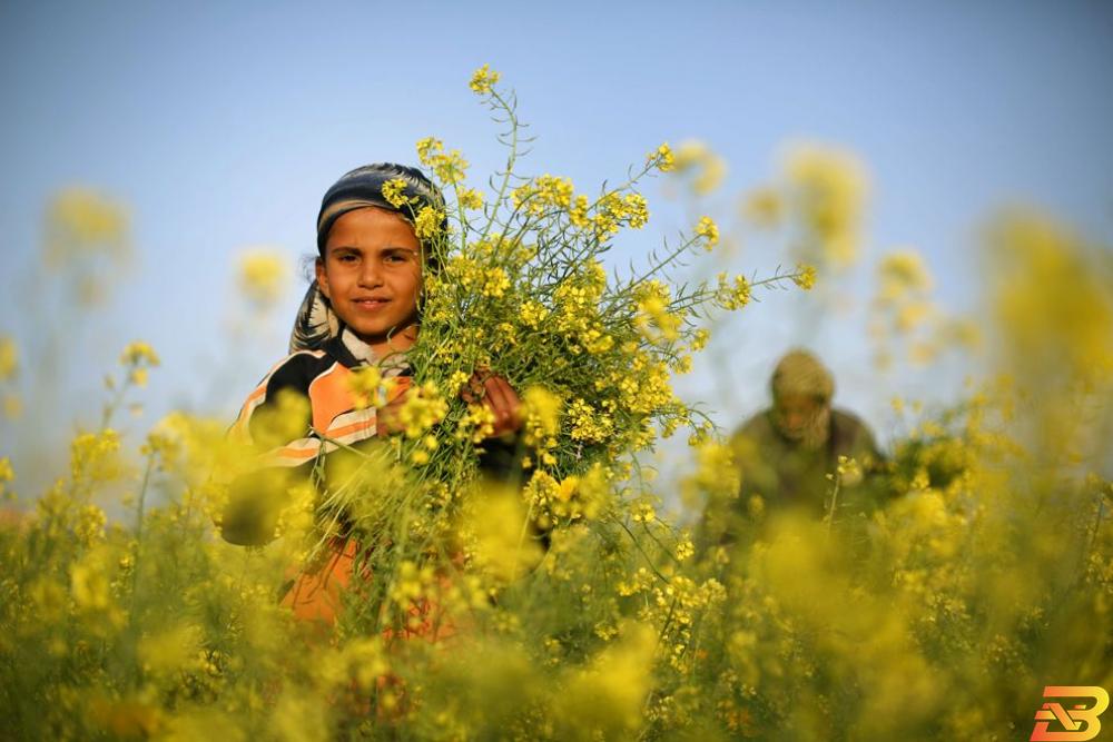 فصل الربيع.. مصدر رزق في غزة لجمع النباتات الطبية