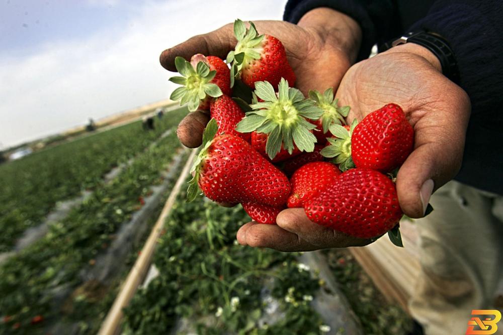 صورة توضيحة الاحصاء: انخفاض الصادرات بنسبة 17% خلال شهر كانون ثاني الماضي