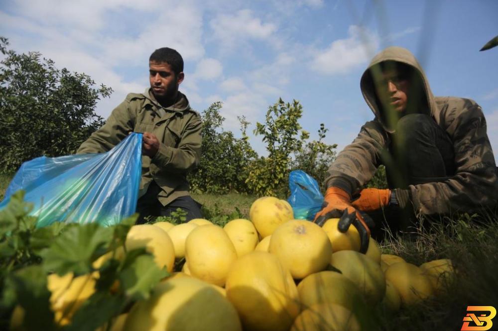 مزارعان في غزة يجمعان الحمضيات-أرشيف وكالات توقعات بارتفاع إنتاج غزة من الحمضيات 10% الموسم الحالي