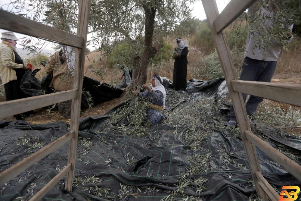 عائلة فلسطينية تقطف ثمار الزيتون-تصوير وكالات مستوطنون يسرقون محصول الزيتون من عائلة فلسطينية قرب نابلس