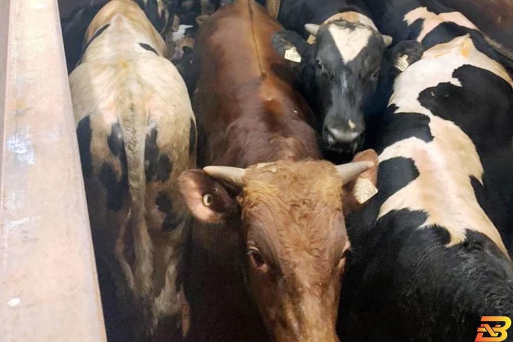 عجول مهربة من إسرائيل ضبط شاحنة عجول مهربة من إسرائيل في محافظة جنين