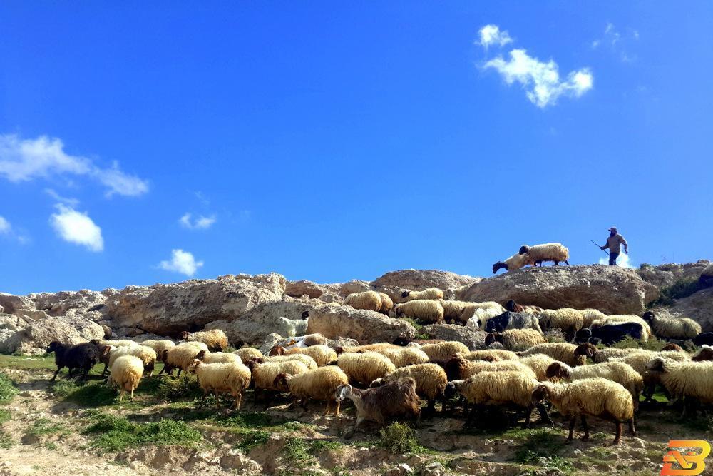 راعٍ من مسافر يطا-أرشيف موسم الألبان .. وفرة في الإنتاج وصعوبة بالتسويق