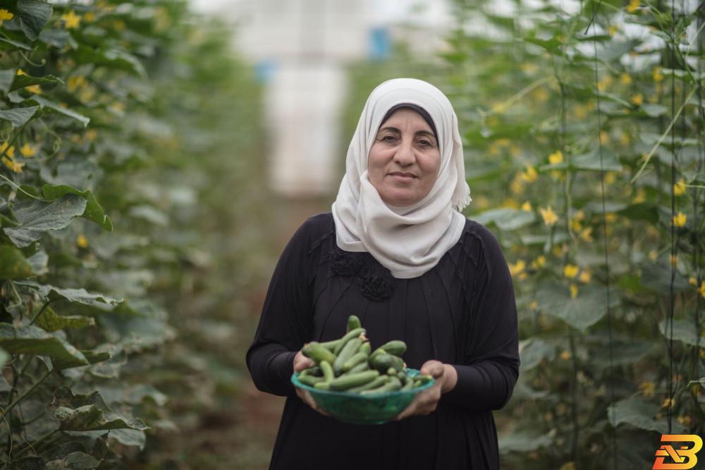 صورة توضيحية-سيدة فلسطينية تعمل في مجال الزراعة-تصوير فادي العاروري لصالح مؤسسة كير الدولية وزارة الاقتصاد تعلن تقديم منح لدعم النساء في القطاع الزراعي