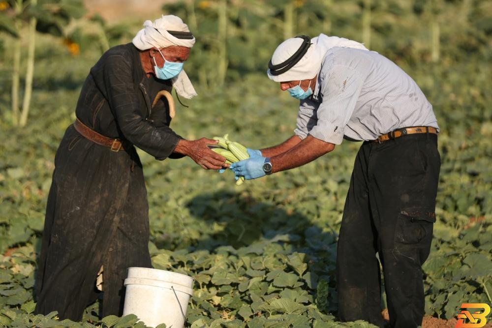 المواطنان عبد الله وبدوي الشعراوي من بلدة الصرة جنوب مدينة دورا يقطفون ثمار الفقوس ضمن إجراءات الوقاية للحد من انتشار فيروس كورونا.(عدسة:مشهور وحواح/وفا) 30 مليون دولار مساعدات من البنك الدولي لمتضرري الجائحة في فلسطين