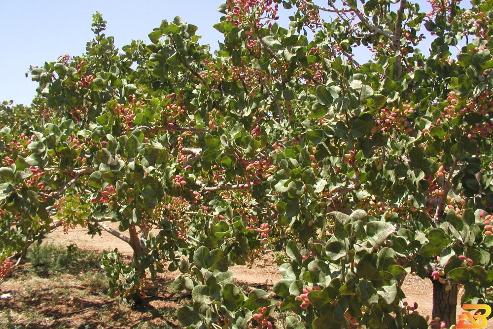 أشجار فستق حلي في سلفيت الفستق الحلبي.. تجربة رائدة في سلفيت