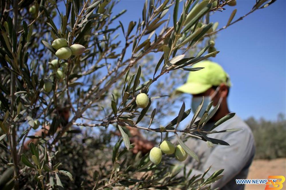 افتتاح موسم قطف الزيتون في غزة وسط تدابير احترازية لمنع انتشار كورونا