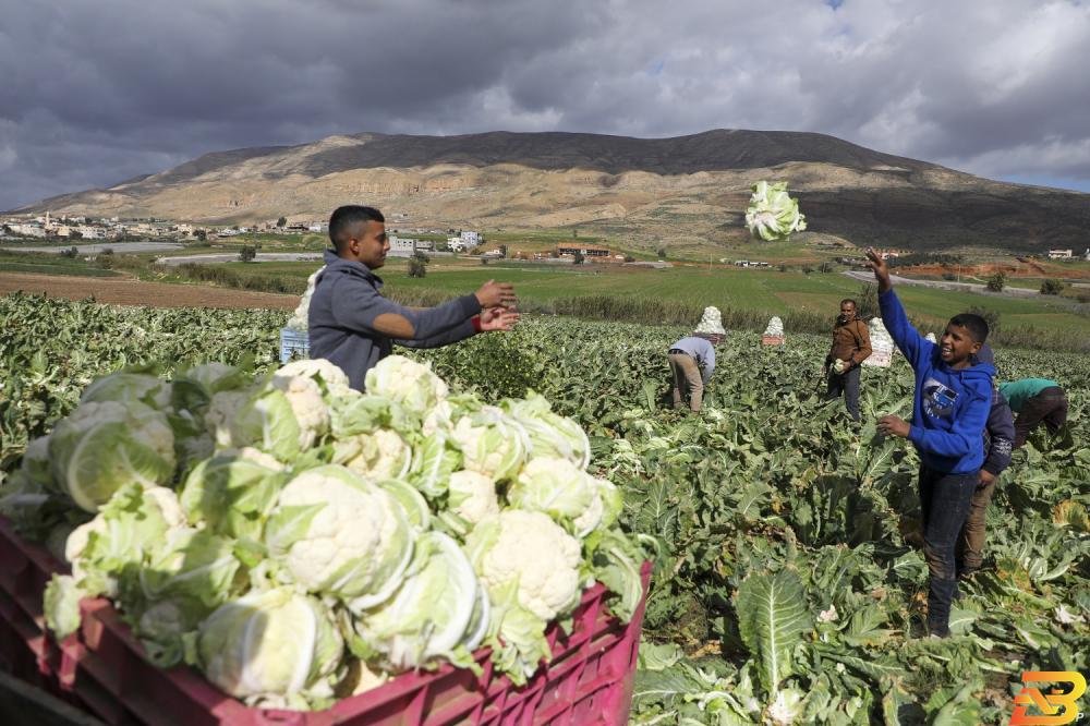مزارعون فلسطينيون في الأغوار-تصوير أ ف ب ارتفاع الصادرات السلعية المرصودة بنسبة 10% خلال شهر كانون أول